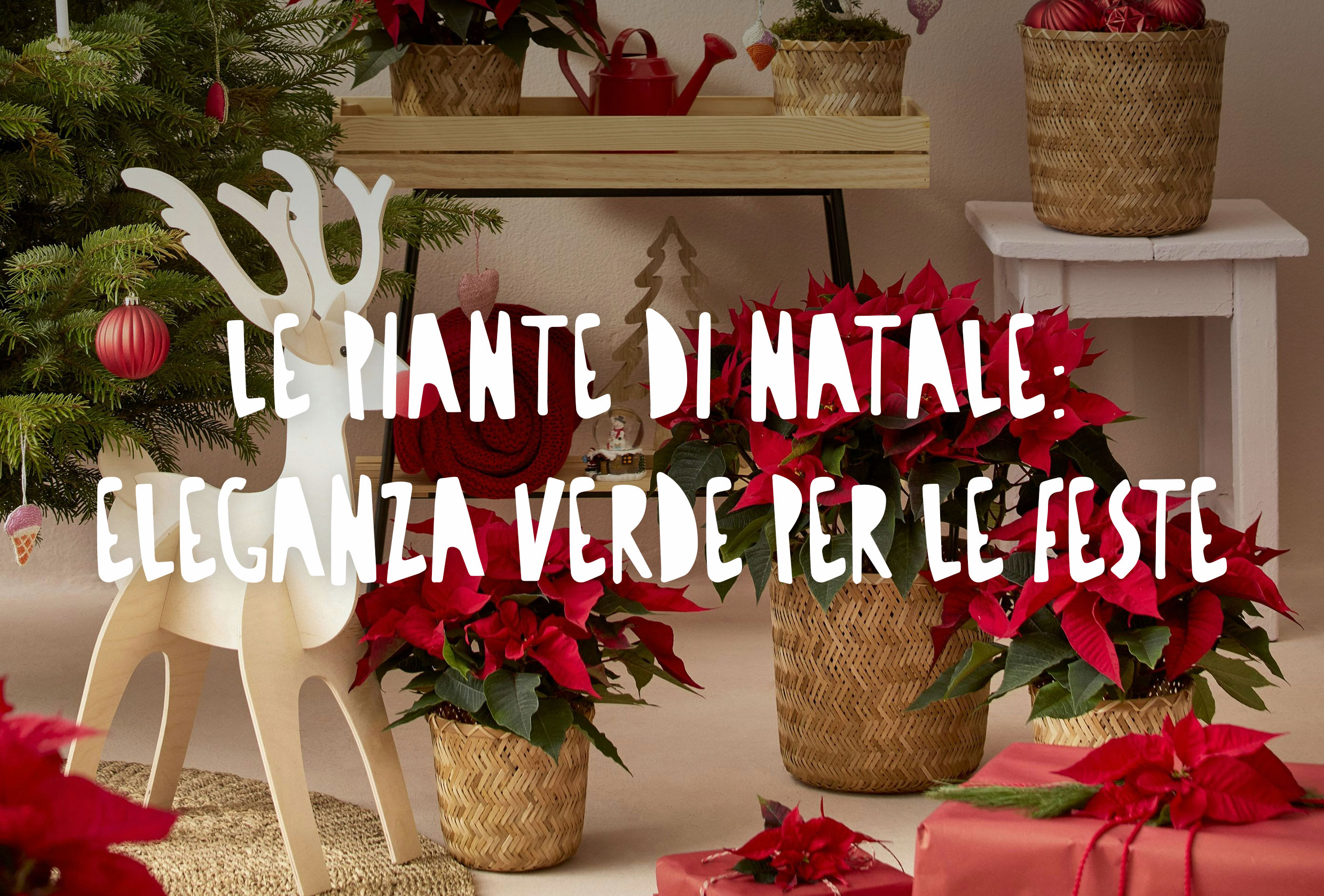 Ambiente natalizio in casa con piante, stelle di natale e decorazioni
